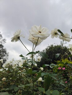 白花绽放于绿植间