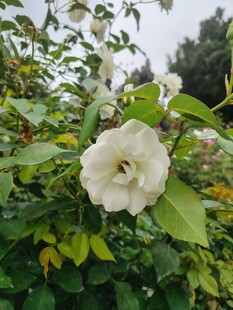 月季花
