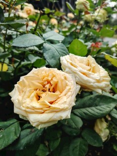 月季花