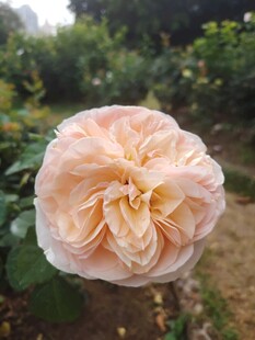 月季花