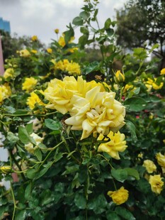 月季花