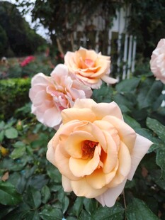 月季花