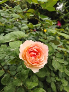 月季花