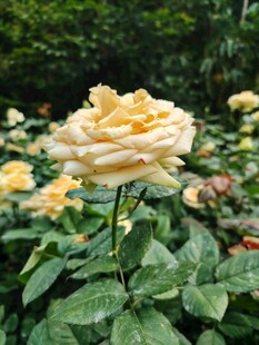 月季花