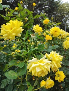 月季花