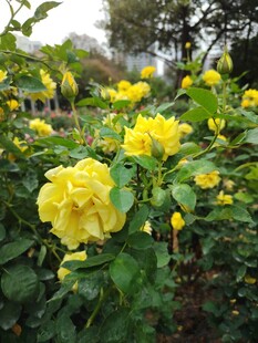 月季花