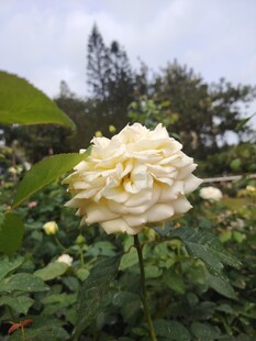白色月季花绽放于绿叶间