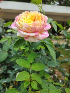 娇艳双色月季花绽放