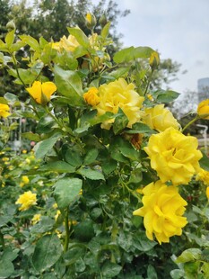 盛开的黄色花卉