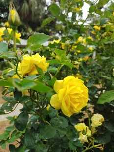 月季花