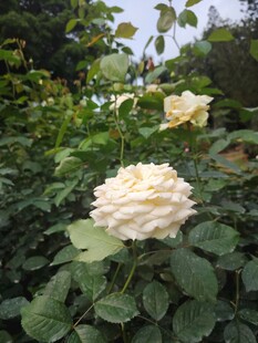 淡黄玫瑰花