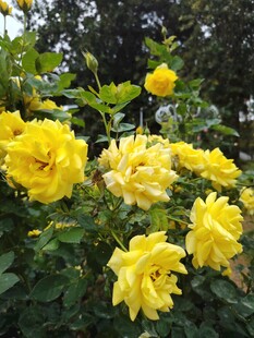 月季花