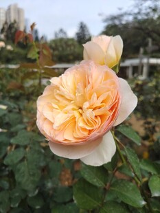 月季花