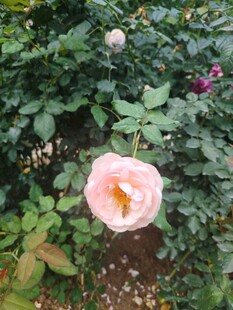 月季花
