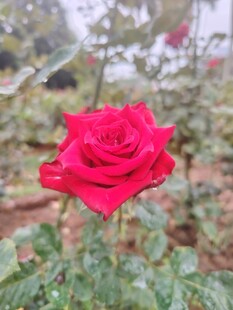 娇艳红玫瑰绽放于花丛