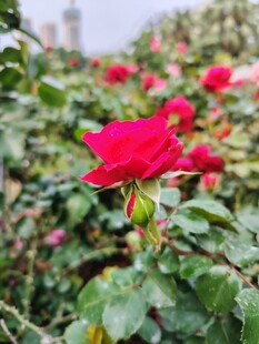 娇艳红玫瑰绽放绿叶间