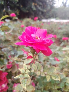 月季花