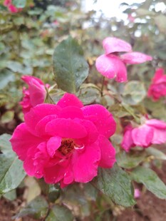 月季花