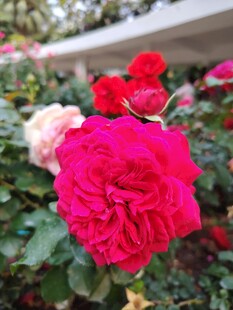 月季花