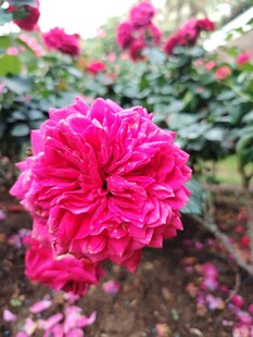 月季花