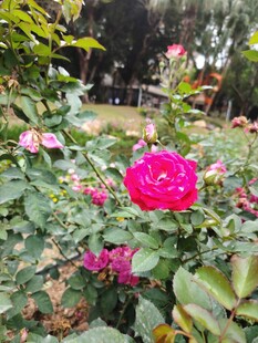 月季花