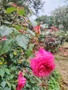 月季花
