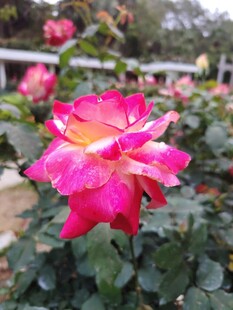月季花