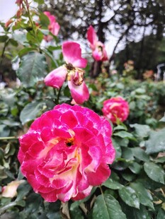月季花
