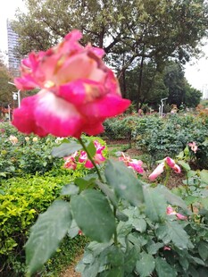 月季花