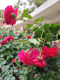 月季花