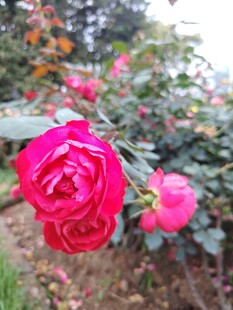 月季花