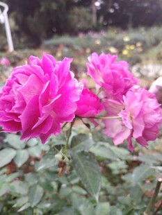 月季花