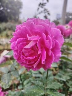 月季花