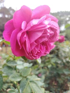 月季花