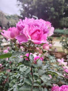 月季花