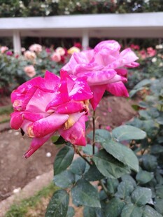 月季花