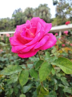 月季花