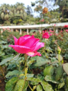 月季花