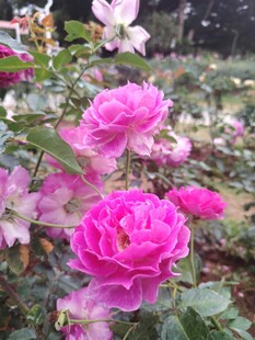 月季花