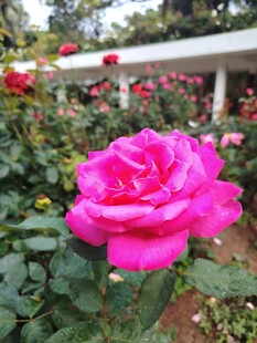 月季花