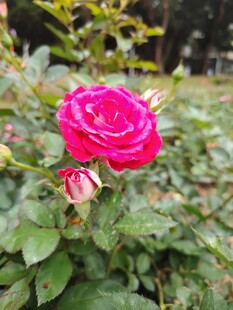 月季花