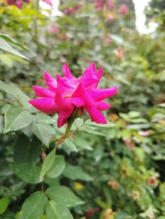 娇艳玫红花朵绽放