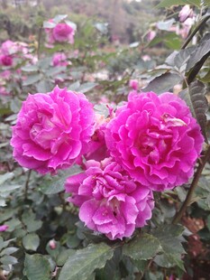 月季花