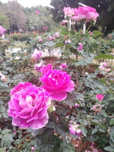月季花