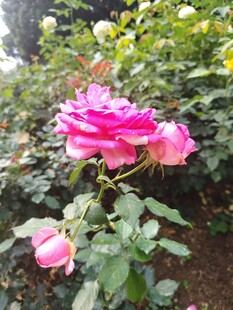 月季花