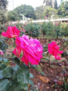 月季花