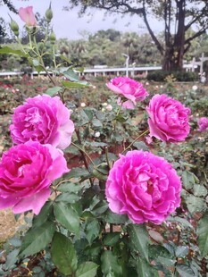 月季花