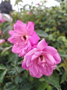 娇艳粉色月季花绽放