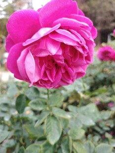 月季花