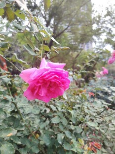 月季花